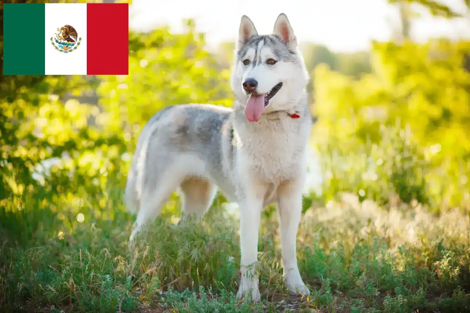 Read more about the article Husky breeders and puppies in Mexico
