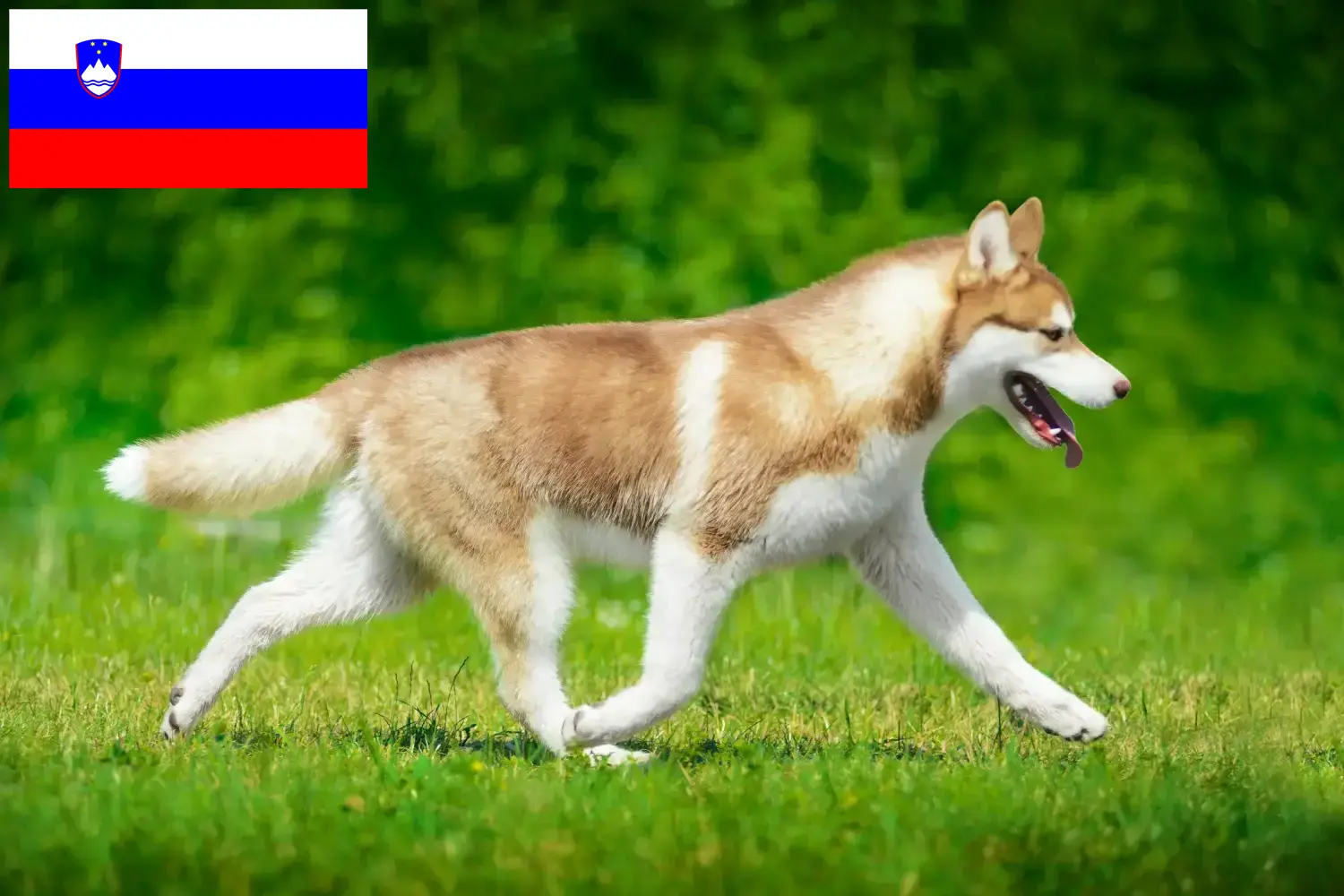Husky puppies and breeders Slovenia Here you can find Husky breeders in Slovenia.