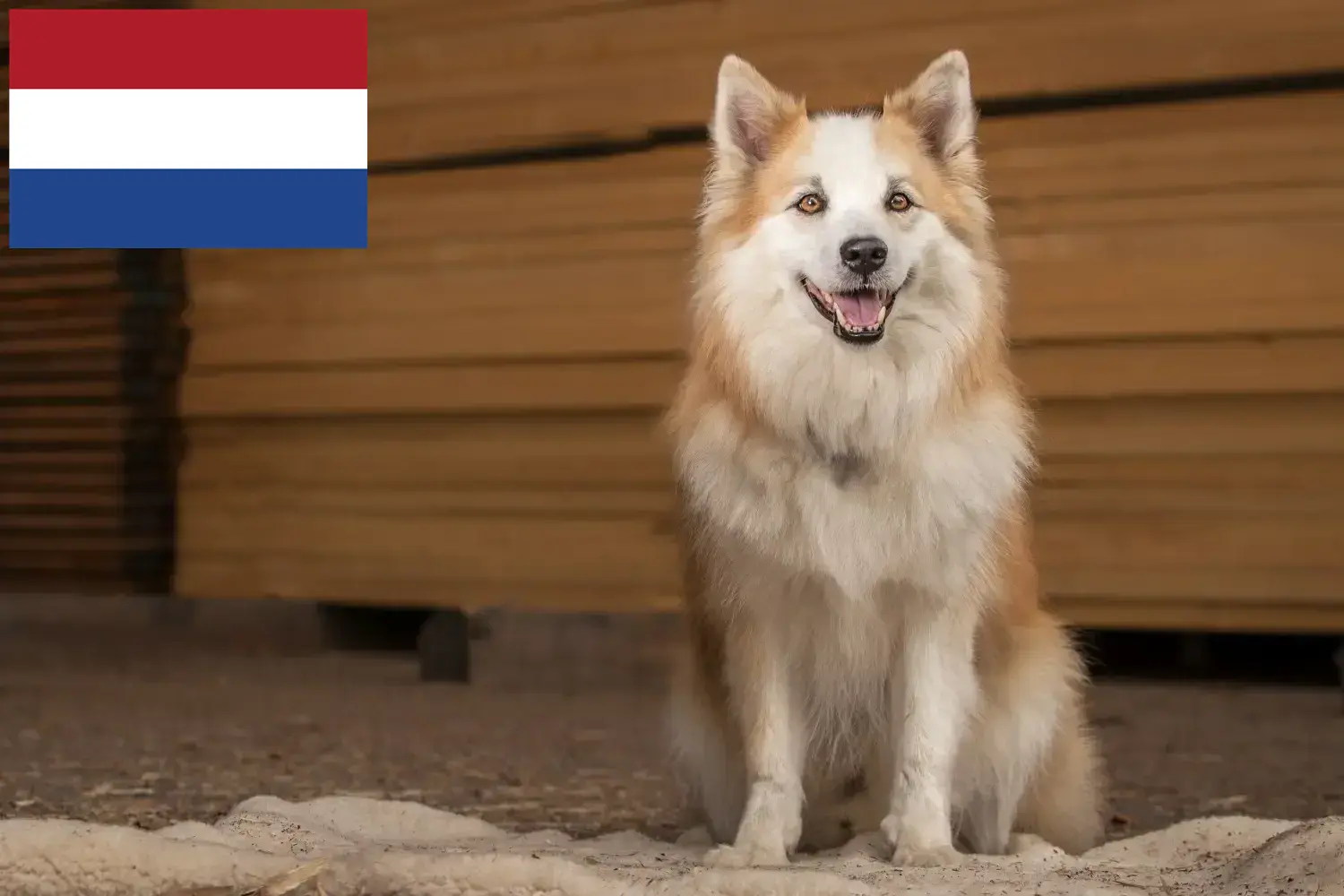Icelandic dog puppies and breeders Netherlands Find Icelandic Dog breeders in the Netherlands.