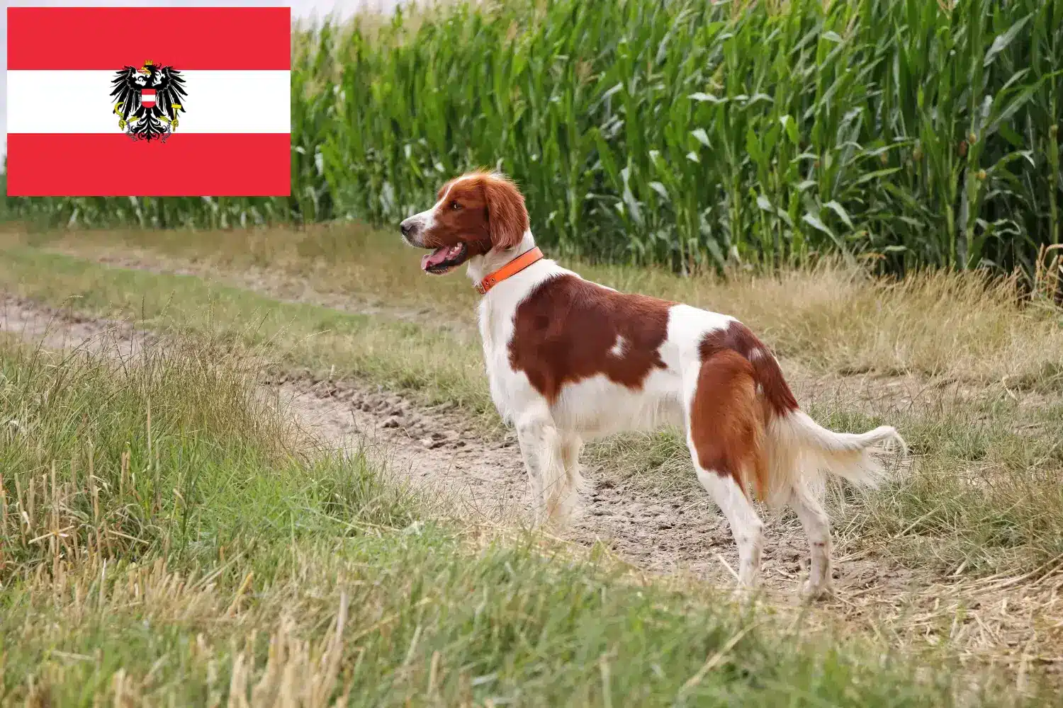 Irish Red and White Setter puppies and breeders Austria Here you can find Irish Red and White Setter breeders in Austria.