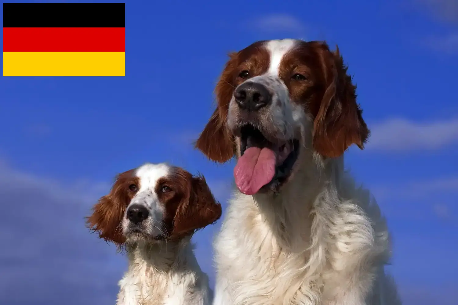 Irish Red and White Setter puppies and breeders Germany Here you can find Irish Red and White Setter breeders in Germany.