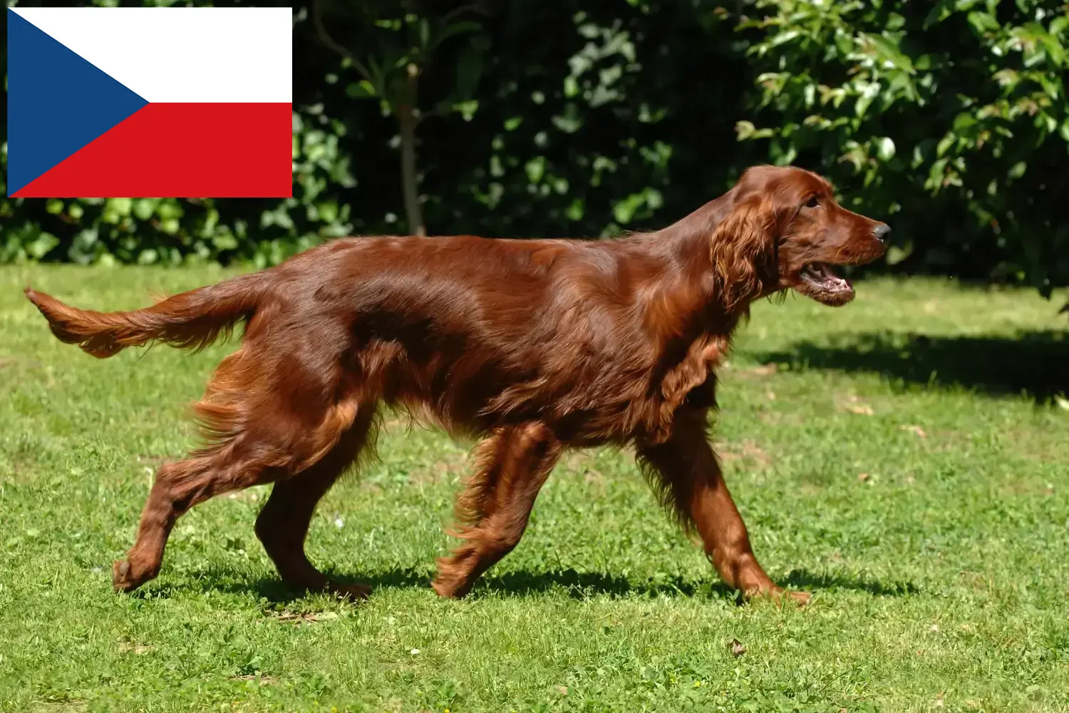 Irish Red Setter puppies and breeders Czech Republic Here you can find Irish Red Setter breeders in Czech Republic.