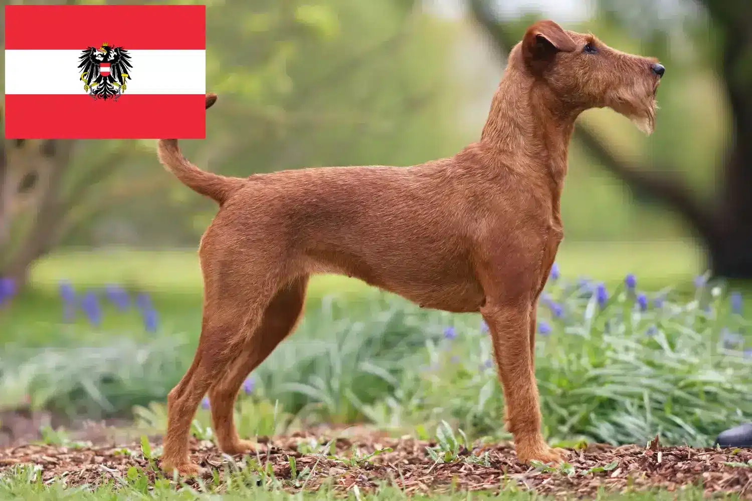 Irish Terrier puppies and breeders Austria Here you can find Irish Terrier breeders in Austria.