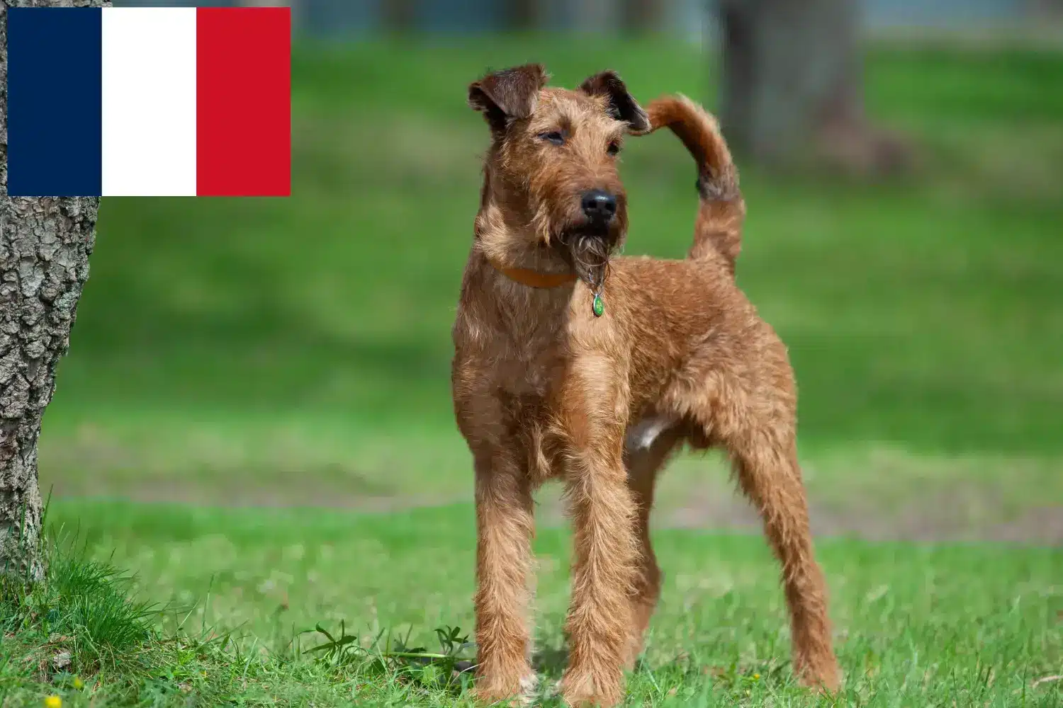 Irish Terrier puppies and breeders France Find Irish Terrier breeders in France here.