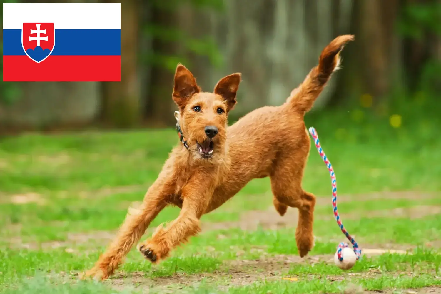 Irish Terrier puppies and breeders Slovakia Find Irish Terrier breeders in Slovakia here.