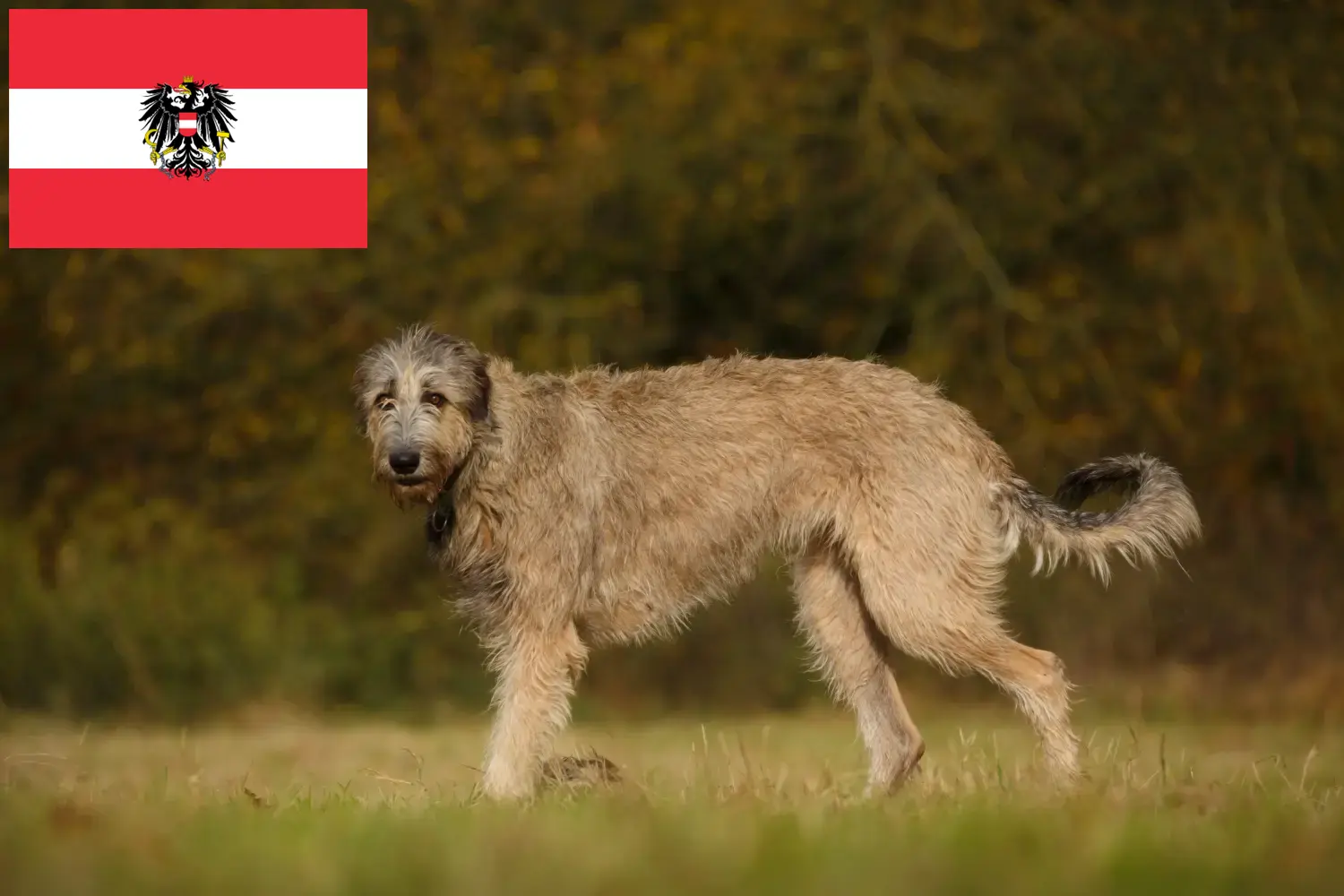 Irish Wolfhound puppies and breeders Austria Here you can find Irish Wolfhound breeders in Austria.