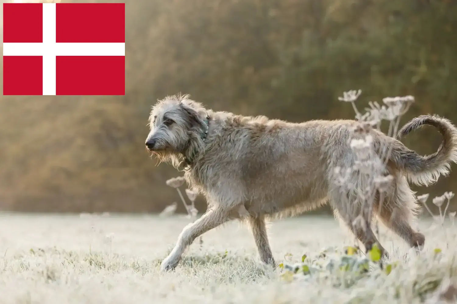 Irish Wolfhound puppies and breeders Denmark Find Irish Wolfhounds breeders in Denmark here.