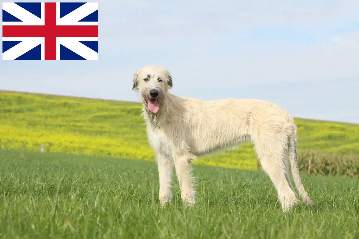 Irish Wolfhound puppies and breeders Great Britain Here you can find Irish Wolfhound breeders in Great Britain.