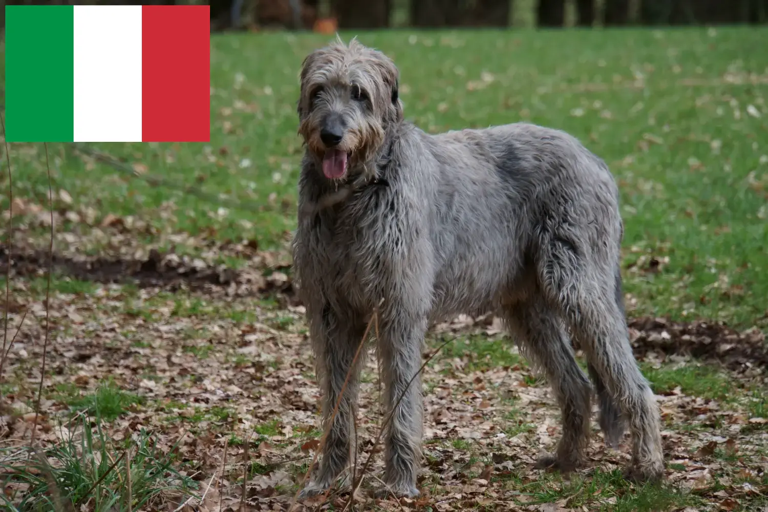 Irish Wolfhound puppies and breeders Italy Find Irish Wolfhounds breeders in Italy here.