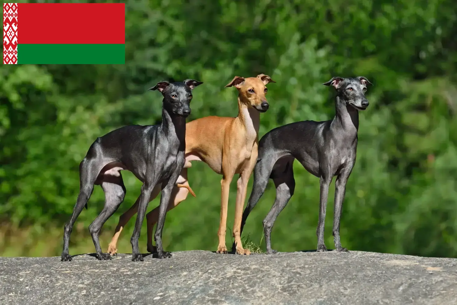 Italian wind chime puppies and breeders Belarus Here you can find Italian wind chimes breeders in Belarus.
