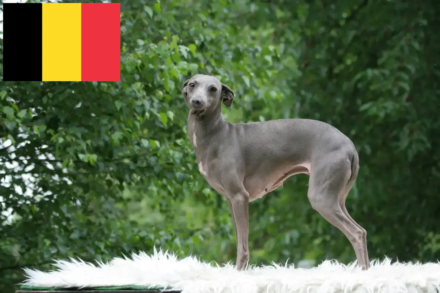 Italian wind chime puppies and breeders Belgium Here you can find Italian wind chimes breeders in Belgium.