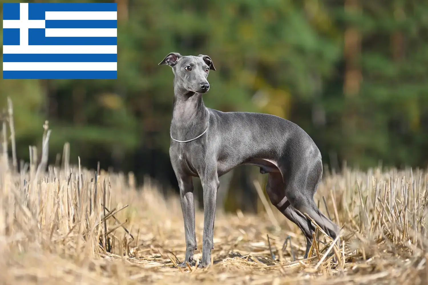 Italian wind chime puppies and breeder Greece Here you can find Italian wind chimes breeders in Greece.