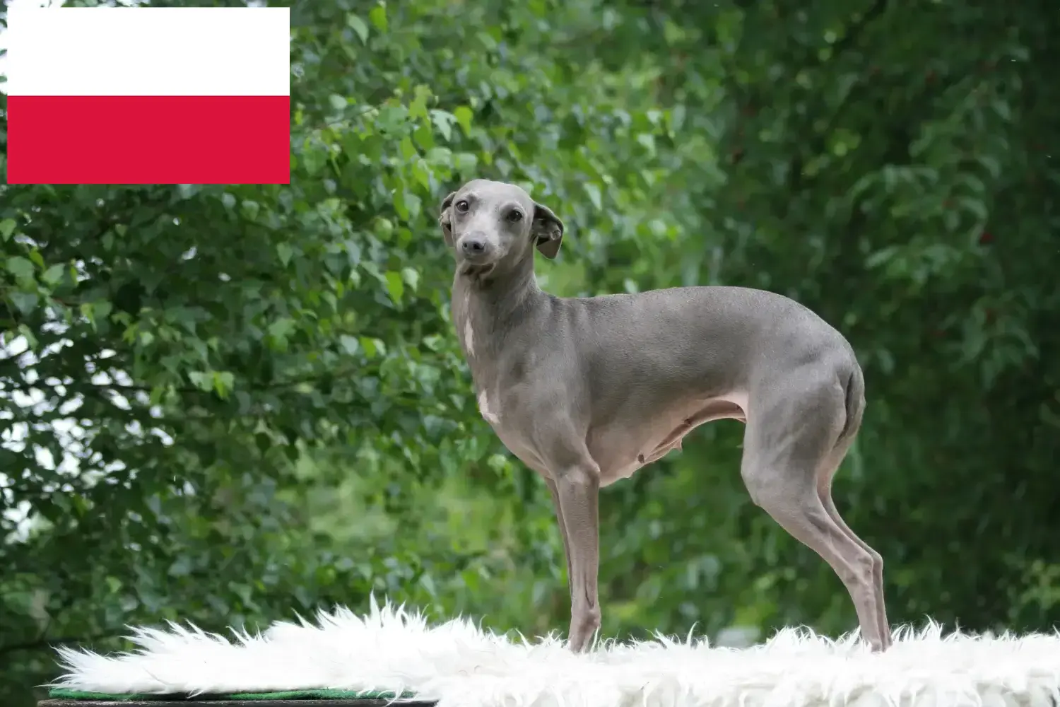 Italian wind chime puppies and breeder Poland Here you can find Italian wind chimes breeders in Poland.