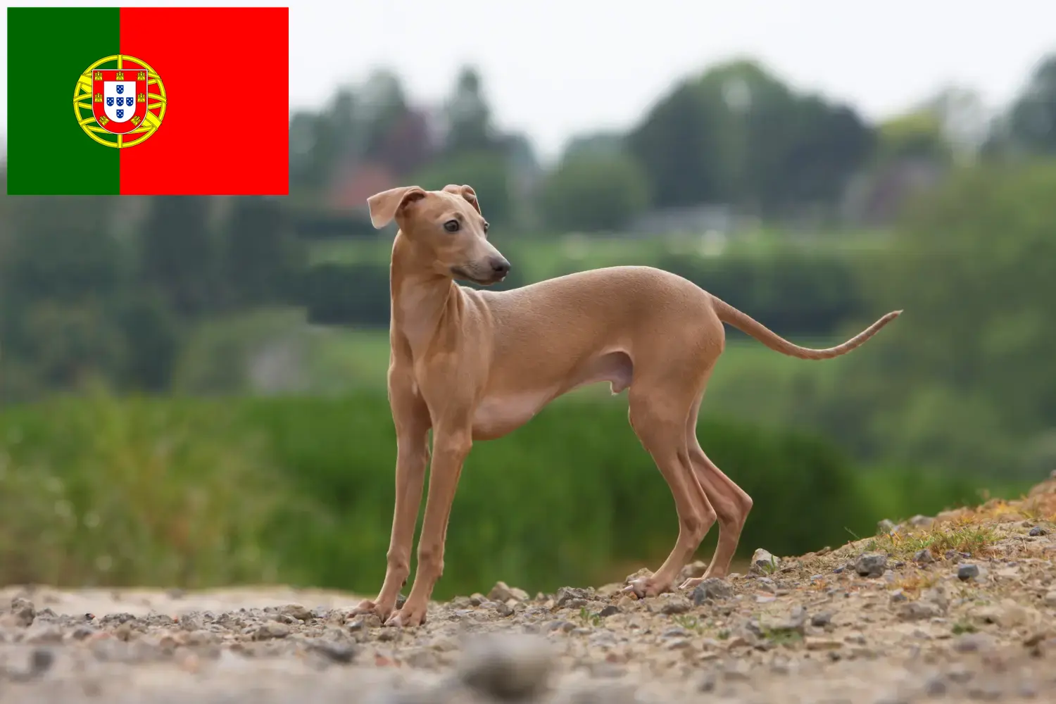 Italian wind chime puppies and breeder Portugal Here you can find Italian wind chimes breeders in Portugal.