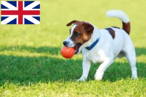 Read more about the article Jack Russell breeders and puppies in Great Britain