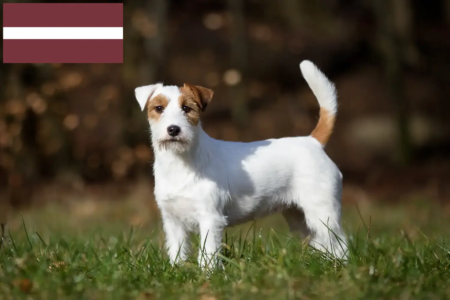 Jack Russell puppies and breeders Latvia Find Jack Russell breeders in Latvia here.