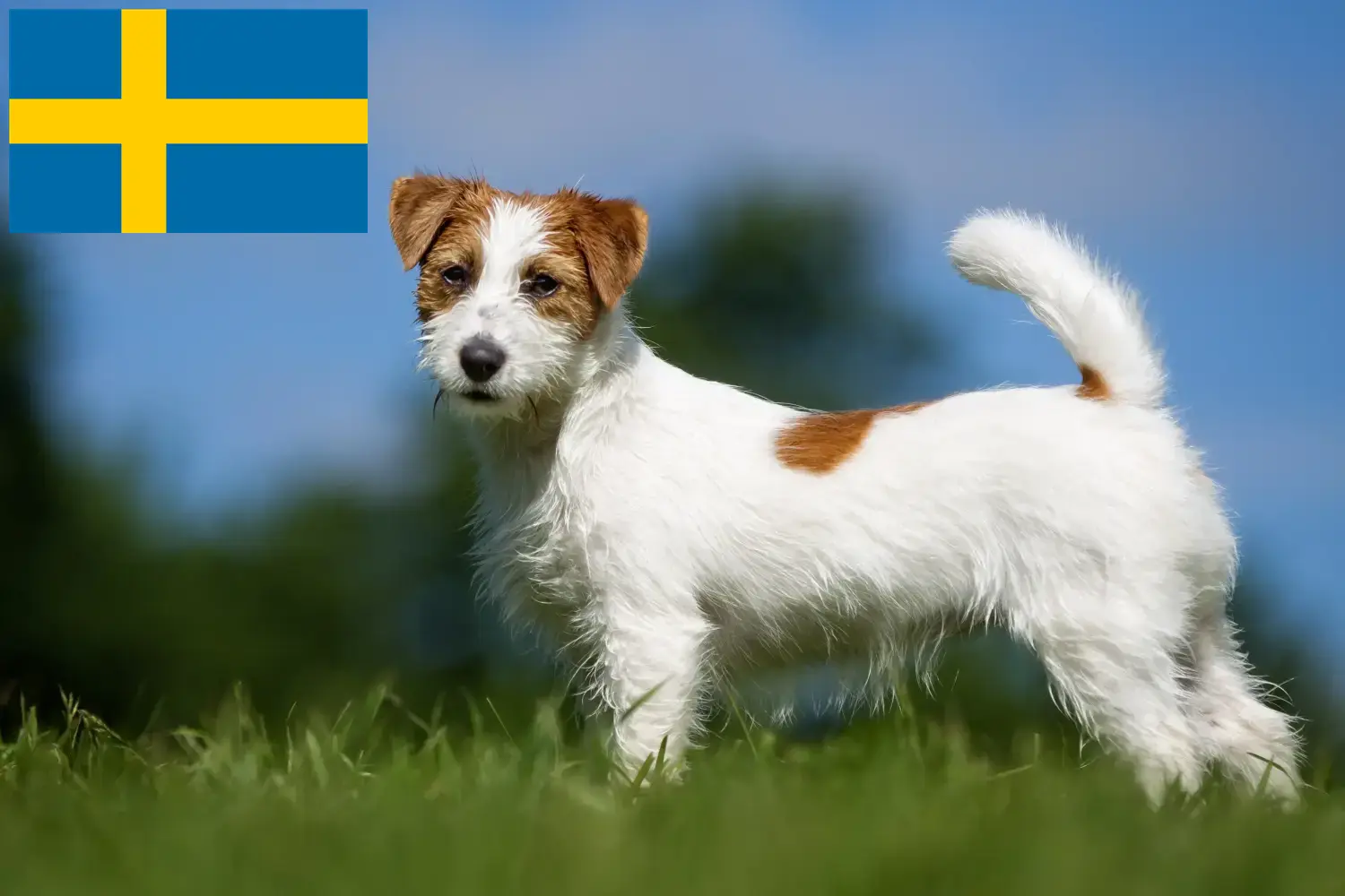 Jack Russell puppies and breeders Sweden Find Jack Russell breeders in Sweden here.