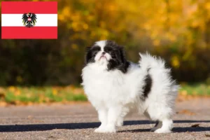 Read more about the article Japan Chin breeders and puppies in Austria