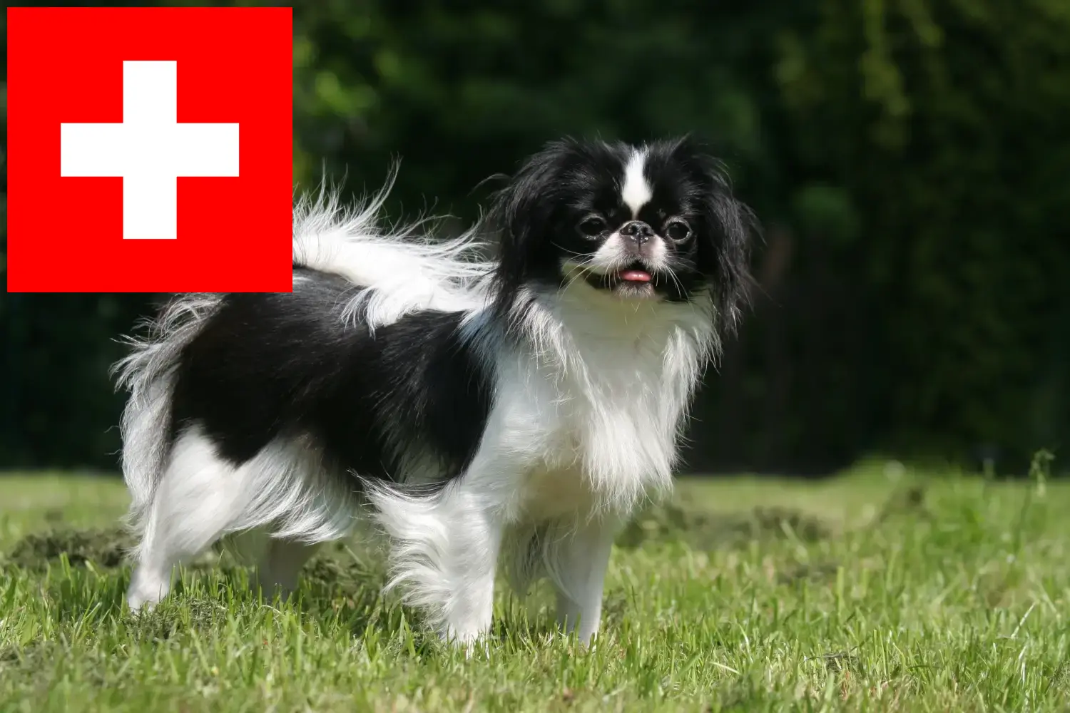 Japan Chin puppies and breeders Switzerland Here you can find Japan Chins breeders in Switzerland.