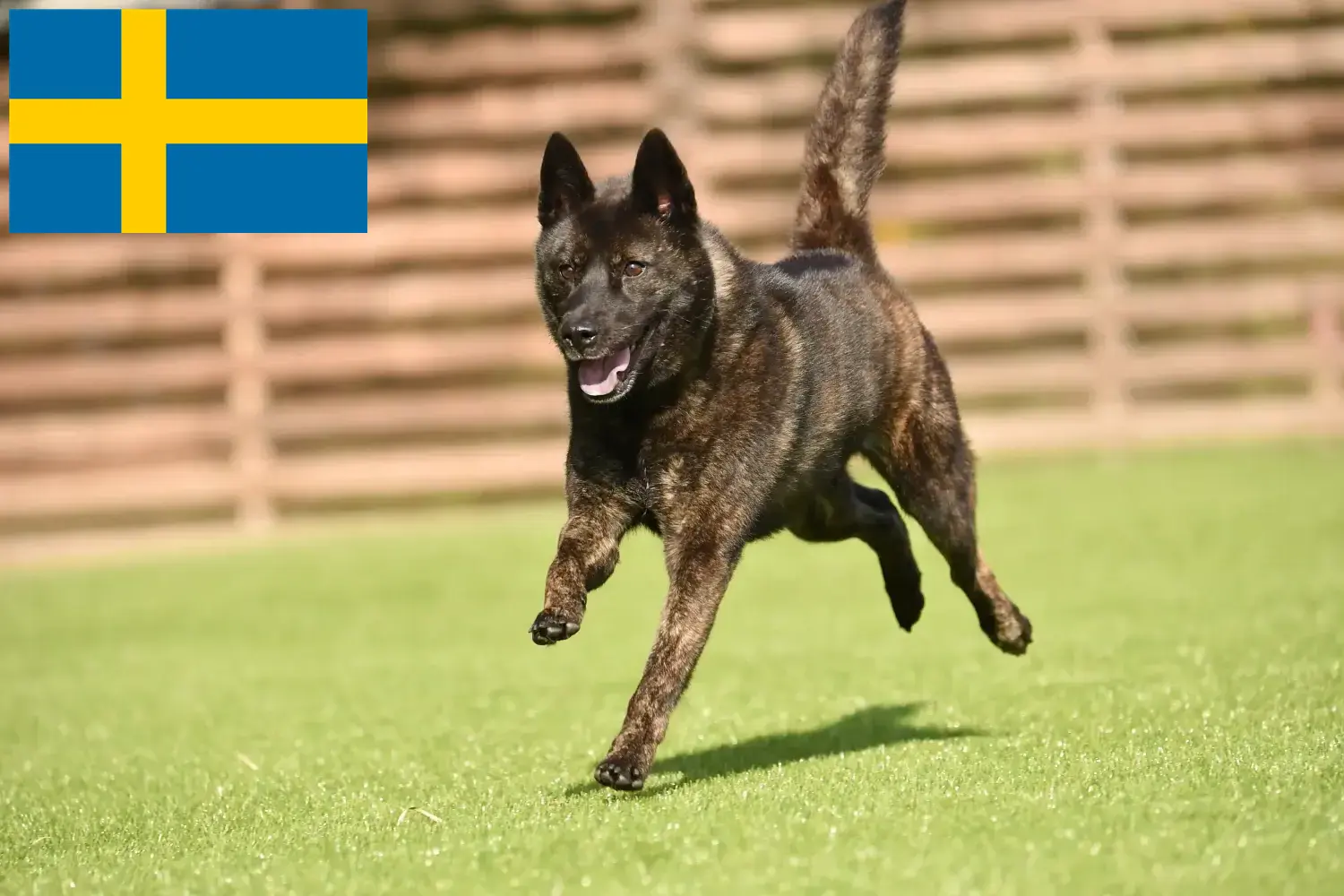 Kai puppies and breeders Sweden Here you can find Kais breeders in Sweden.