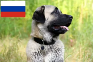 Read more about the article Kangal breeders and puppies in Russia