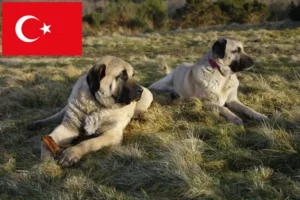 Read more about the article Kangal breeders and puppies in Turkey