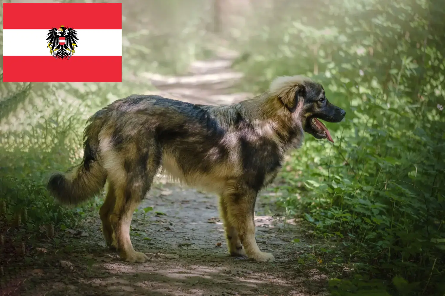 Karst Sheepdog puppies and breeders Austria Here you can find Karst Sheepdog breeders in Austria.