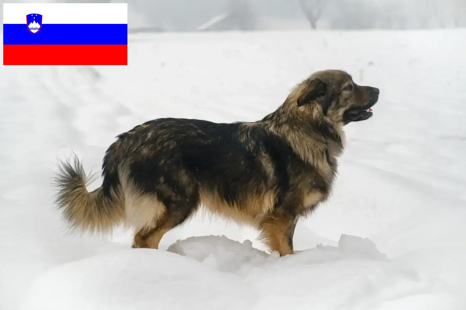 Karst Sheepdog puppies and breeders Slovenia Here you can find Karst Sheepdog breeders in Slovenia.