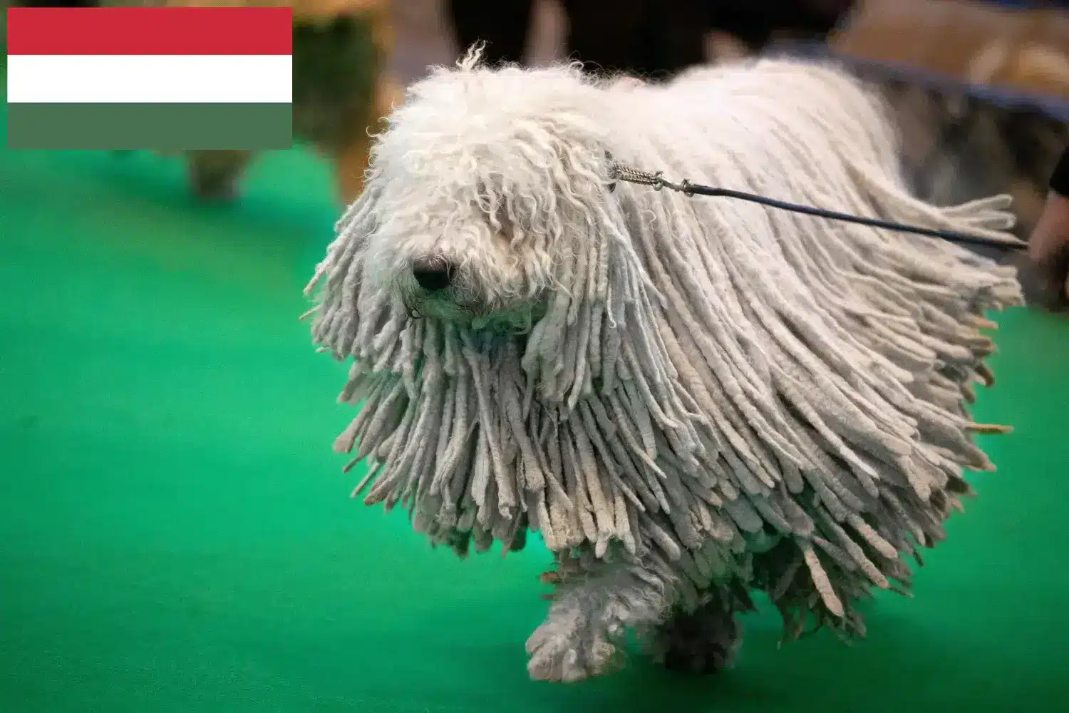 Read more about the article Komondor breeders and puppies in Hungary