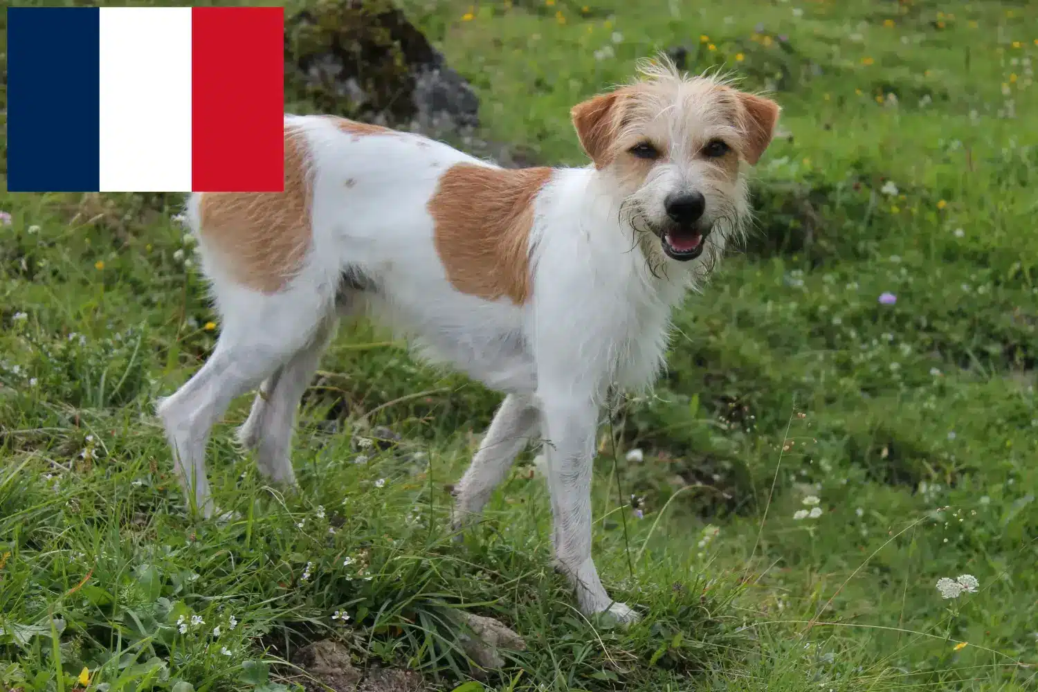 Kromfohrländer puppies and breeders France Here you can find Kromfohrländer breeders in France.