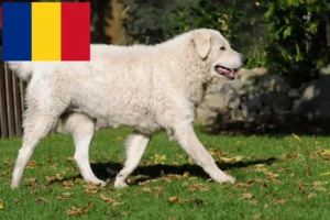 Read more about the article Kuvasz breeders and puppies in Romania