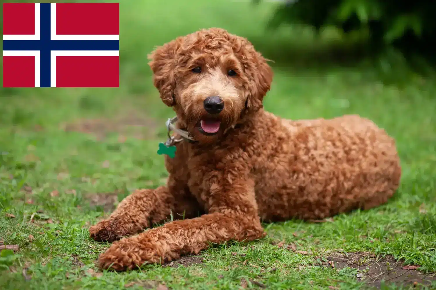 Labradoodle puppies and breeders Norway Here you can find Labradoodles breeders in Norway.
