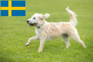 Read more about the article Labradoodle breeders and puppies in Sweden
