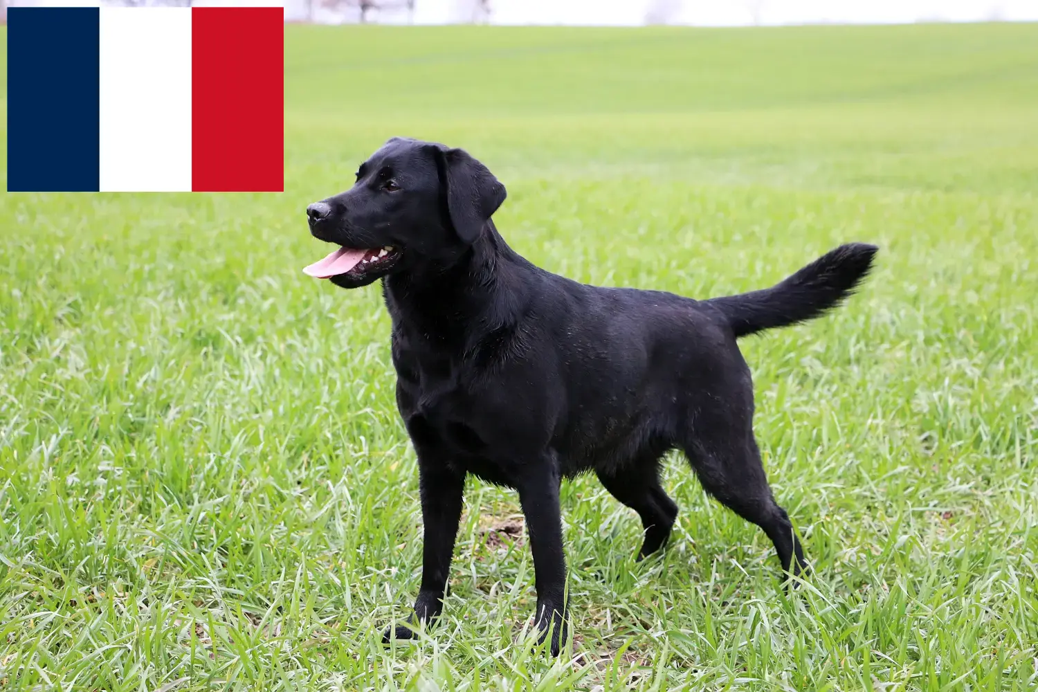 Labrador puppies and breeders France Here you can find Labrador breeders in France.