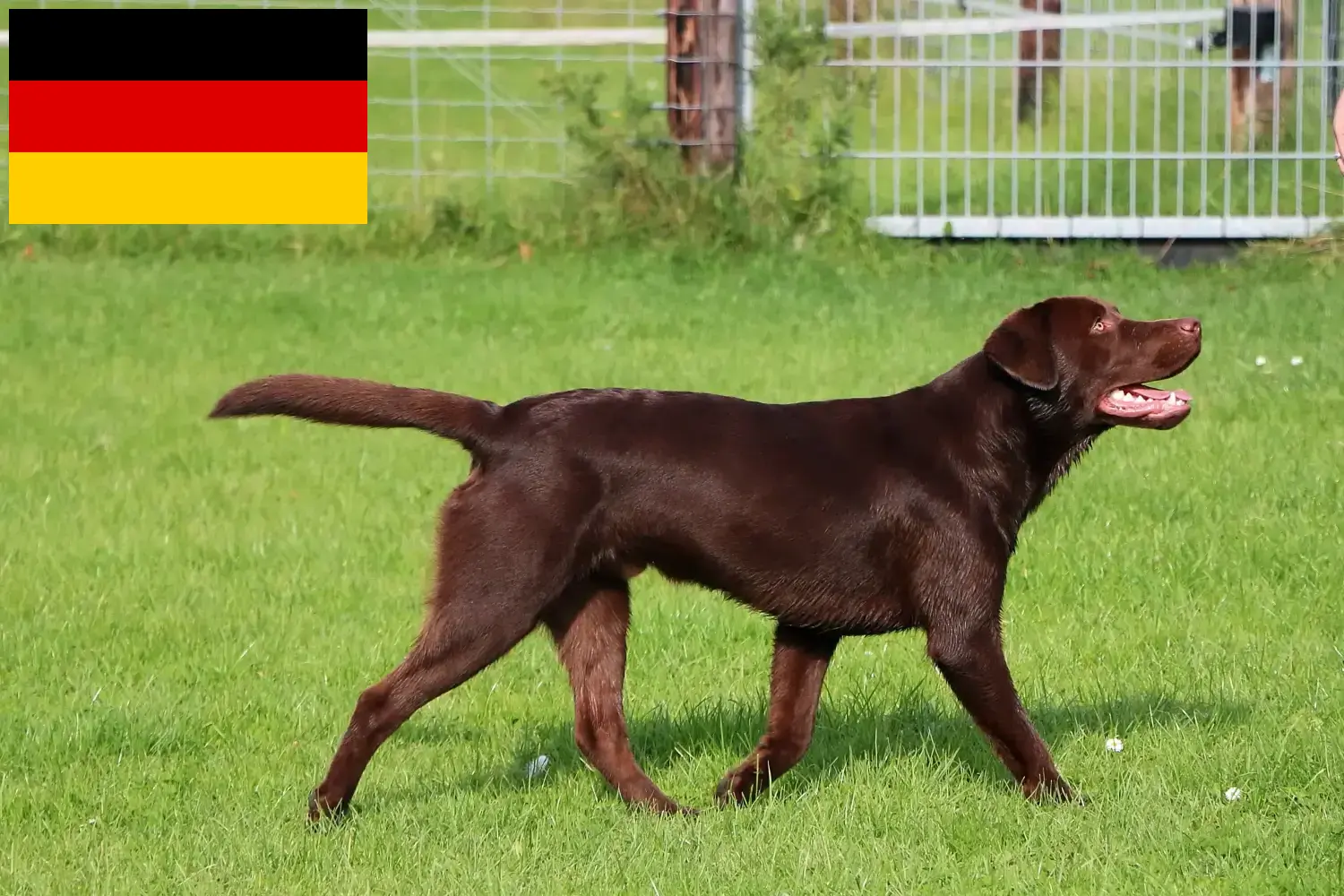 Labrador puppies and breeders Germany Here you can find Labrador breeders in Germany.