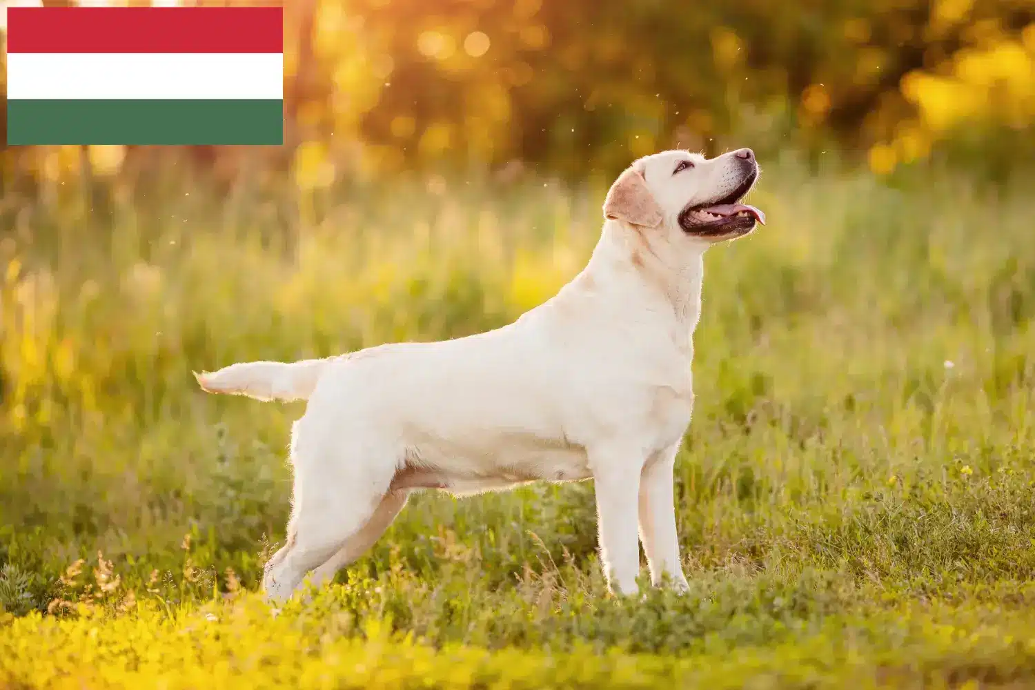 Labrador puppies and breeders Hungary Here you can find Labrador breeders in Hungary.