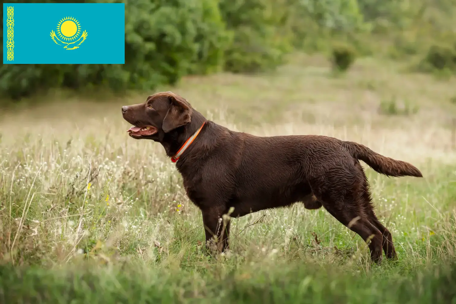 Labrador puppies and breeders Kazakhstan Find Labrador breeders in Kazakhstan.