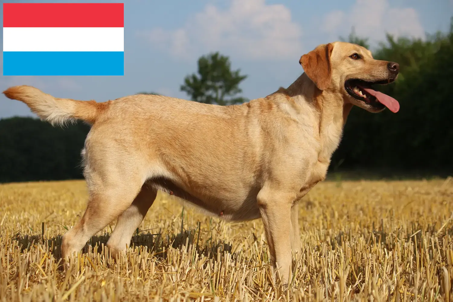 Labrador puppies and breeders Luxembourg Find Labrador breeders in Luxembourg here.
