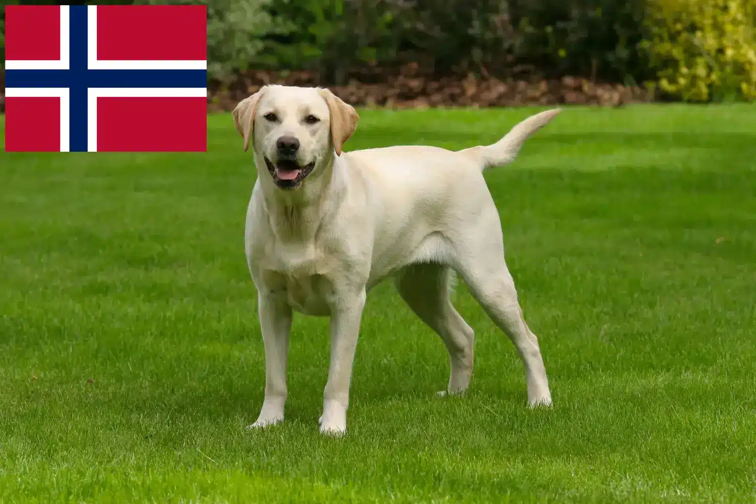 Labrador puppies and breeders Norway Here you can find Labrador breeders in Norway.