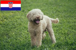 Read more about the article Lagotto Romagnolo breeders and puppies in Croatia
