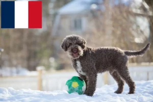 Read more about the article Lagotto Romagnolo breeders and puppies in France