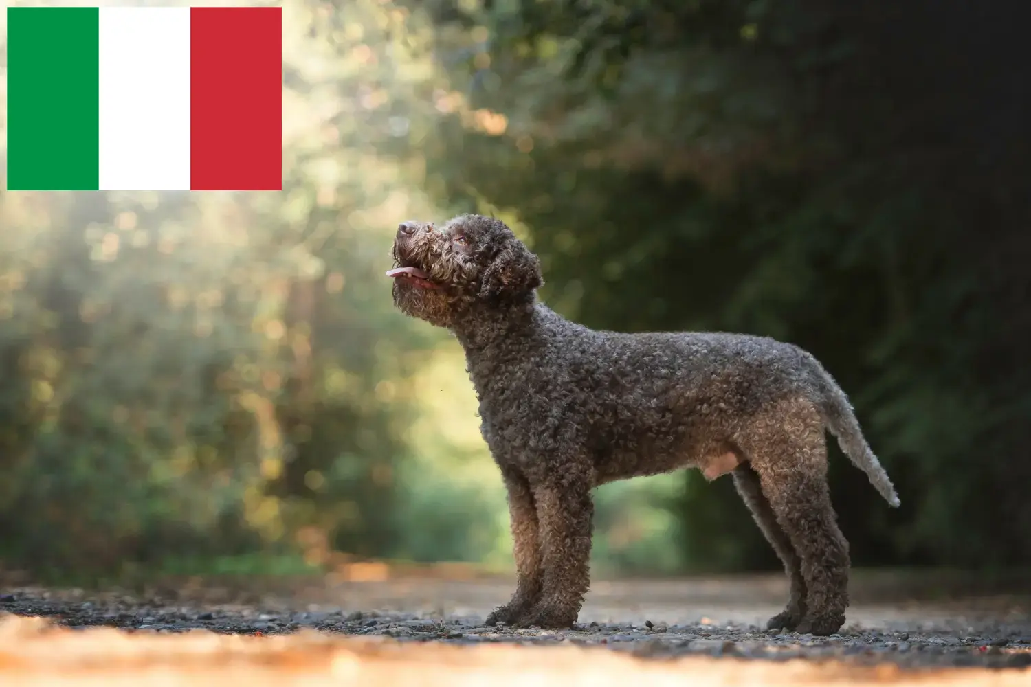 Lagotto Romagnolo puppies and breeders Italy Here you can find Lagotto Romagnolo breeders in Italy.