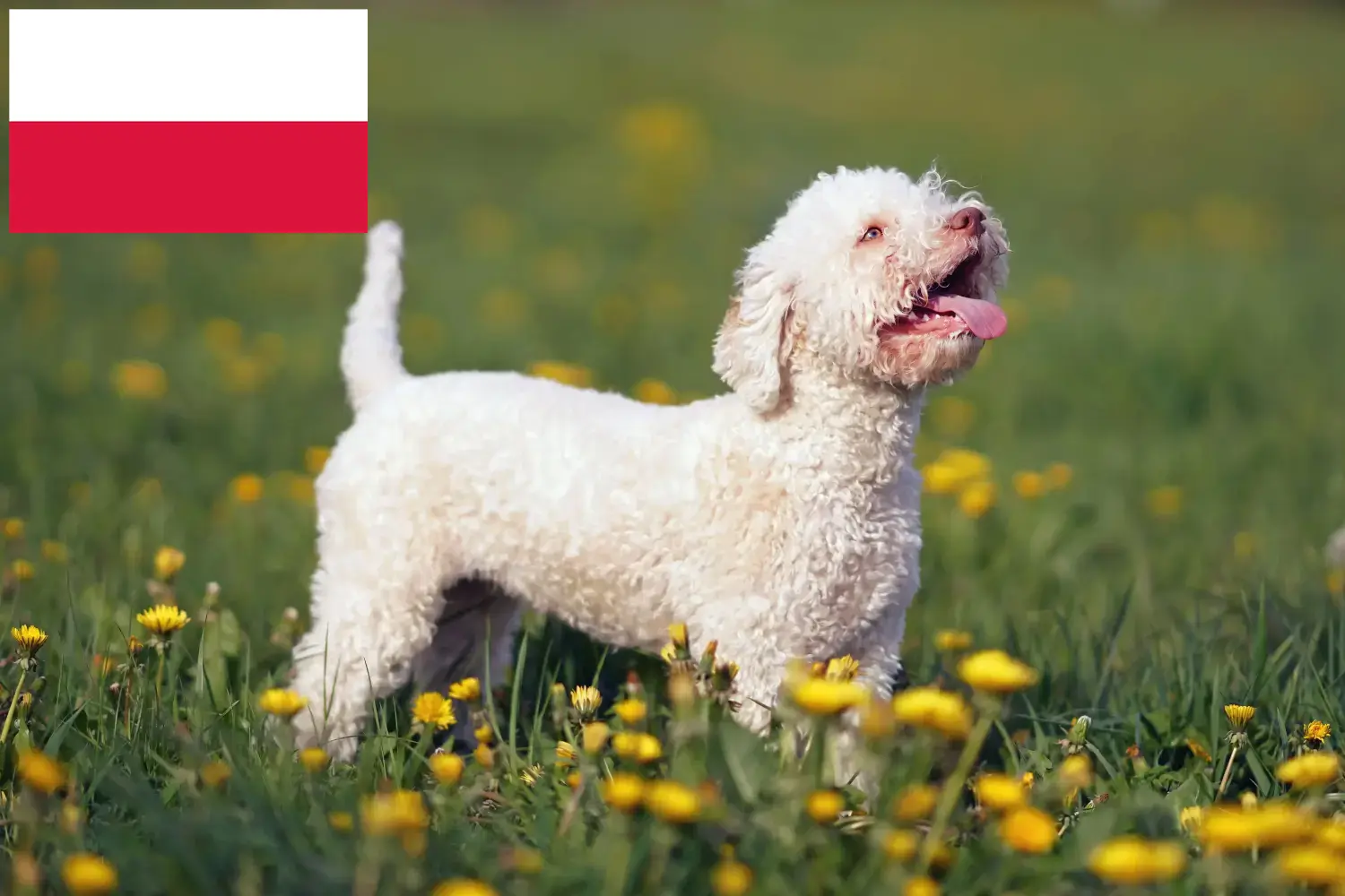 Lagotto Romagnolo puppies and breeders Poland Here you can find Lagotto Romagnolo breeders in Poland.