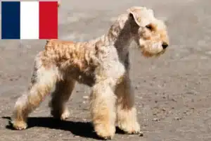 Read more about the article Lakeland Terrier breeders and puppies in France