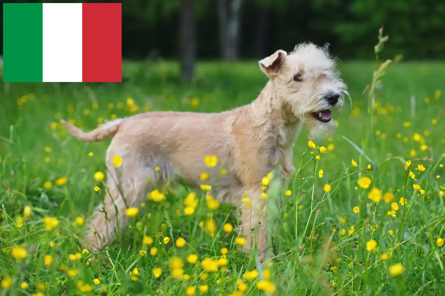 Lakeland Terrier puppies and breeders Italy Find Lakeland Terrier breeders in Italy.