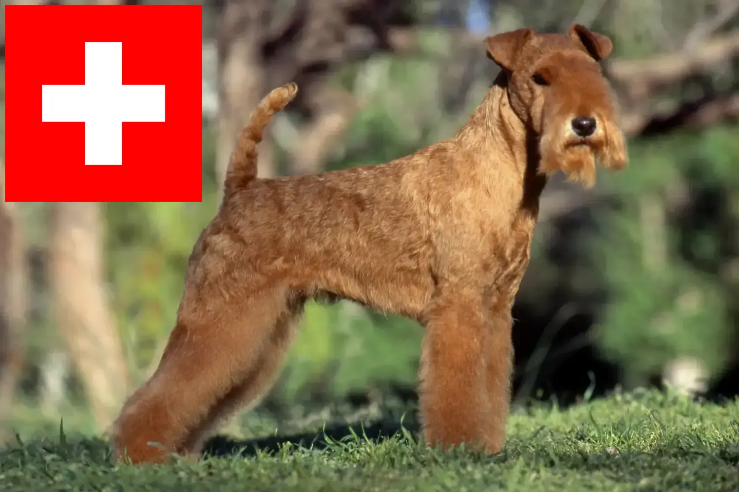 Lakeland Terrier puppies and breeders Switzerland Here you can find Lakeland Terrier breeders in Switzerland.