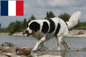 Read more about the article Landseer breeders and puppies in France