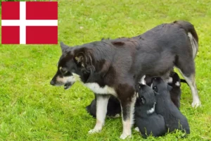 Read more about the article Lappish reindeer dog breeder and puppies in Denmark