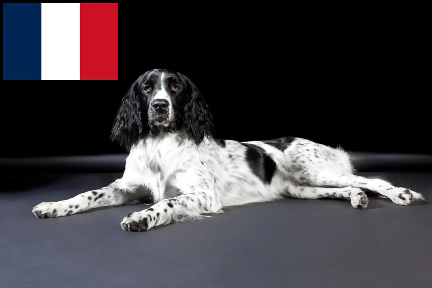 Large Münsterländer puppies and breeders France Here you can find Great Münsterland breeders in France.