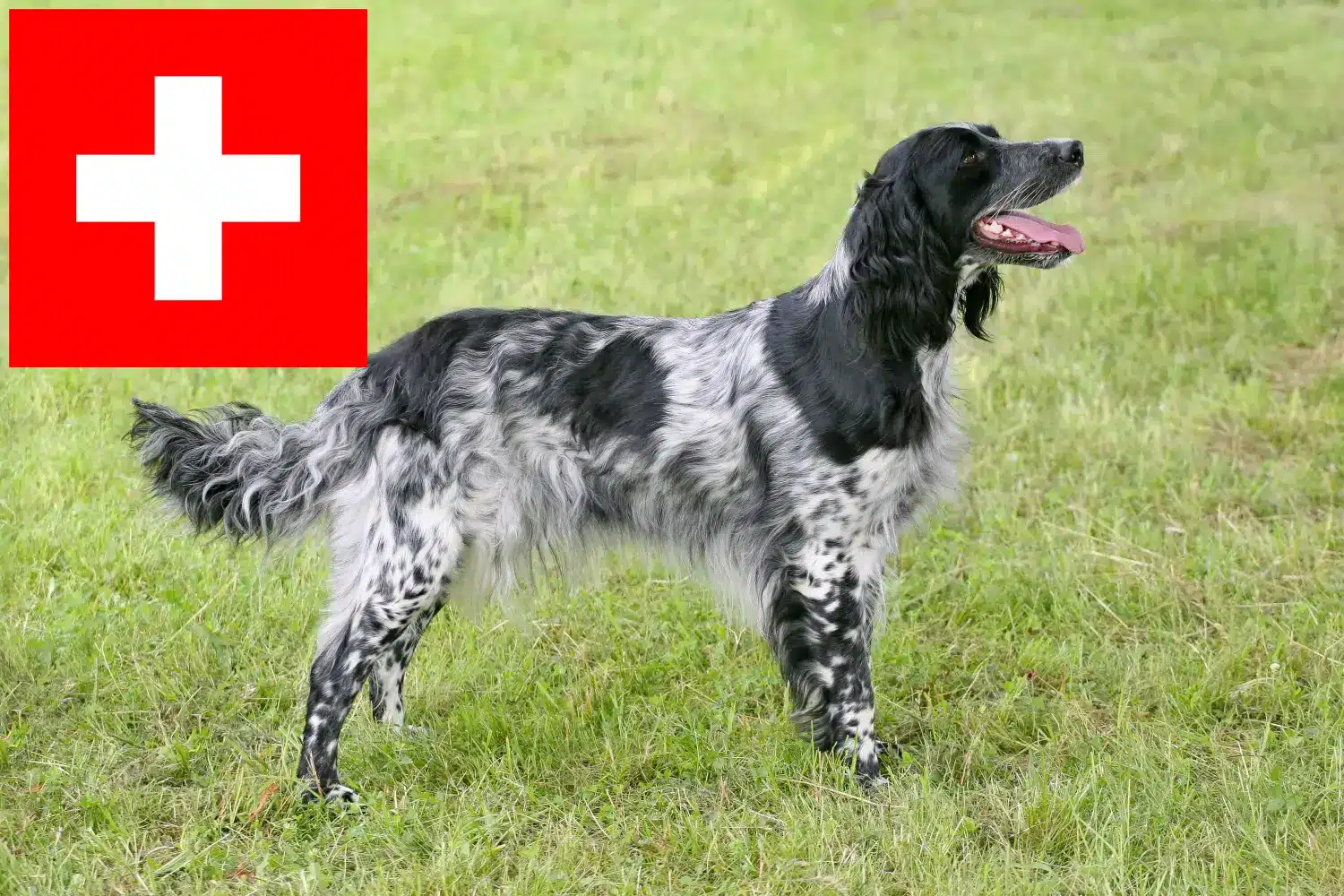Large Münsterländer puppies and breeders Switzerland Here you can find Great Münsterland breeders in Switzerland.